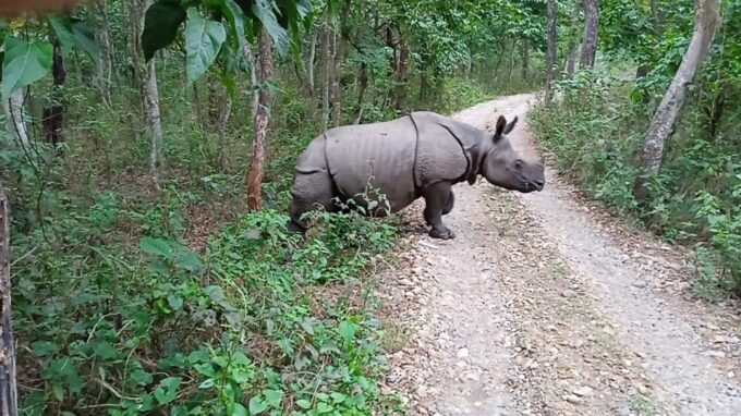 From Pokhara: 3-Days Chitwan Safari Tour With Hotel Transfer - Cultural Experiences