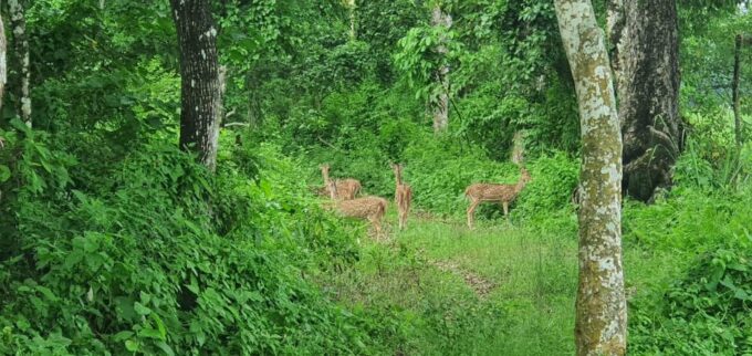 From Pokhara: 3-Days Chitwan Safari Tour With Hotel Transfer - Inclusions and Amenities