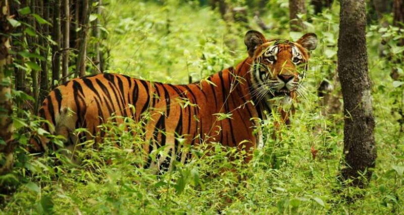From Pokhara: 5-Day Lumbini and Chitwan Tour with Transfers - FAQs