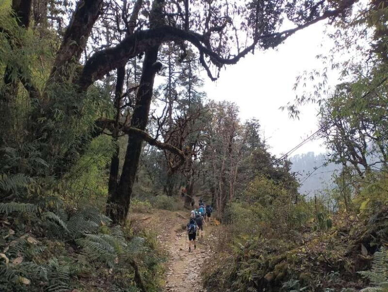 From Pokhara: A 7-Day Trek to the Heart of the Himalayas - Day 6: Descent to Bamboo