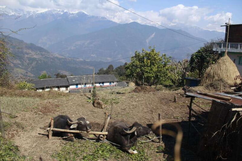 From Pokhara: Australian Camp and Dhampus Guided Day Hike - FAQ