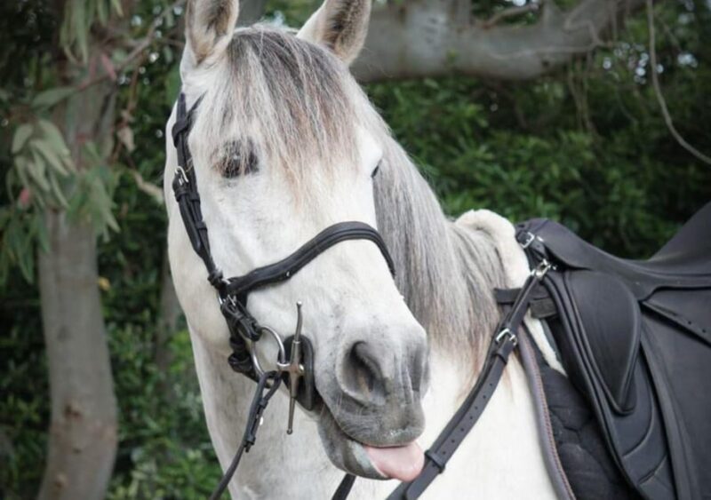 From Pompeii: Mount Vesuvius Horseback Riding Tour - Key Points