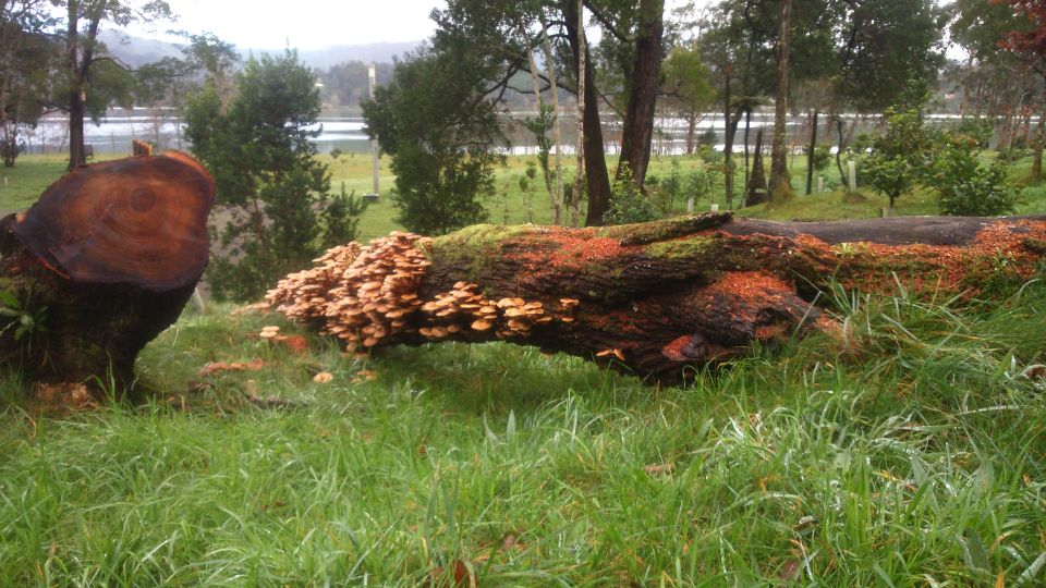 From Ponta Delgada: Furnas Lake Shore 4x4 Guided Day Trip - Local Guide Insider Tips