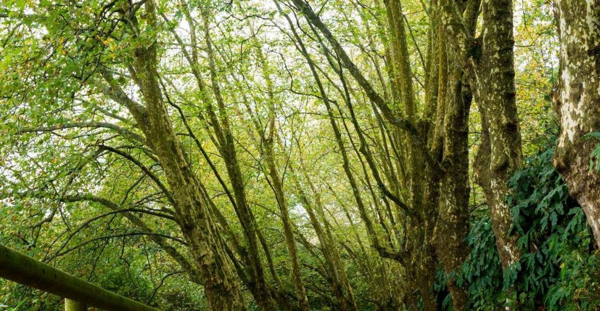 From Ponta Delgada: Guided Walking Tour to Salto Do Cabrito - Frequently Asked Questions