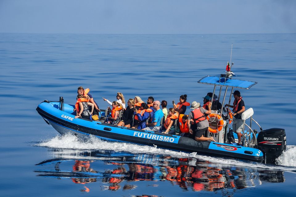 From Ponta Delgada: Whale and Dolphin Watching Trip - Key Points
