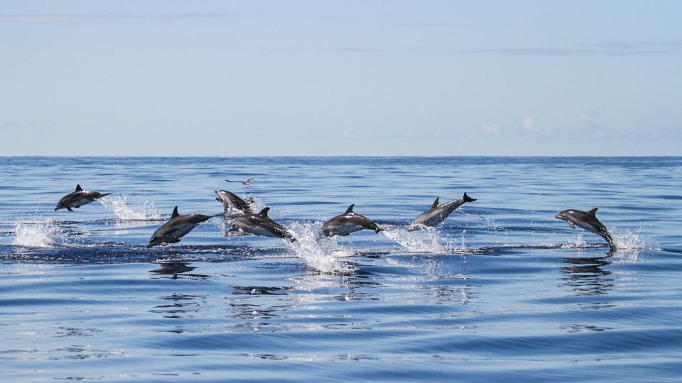 From Ponta Delgada: Whale and Dolphin Watching Trip - Pre-Tour Briefing and Preparation