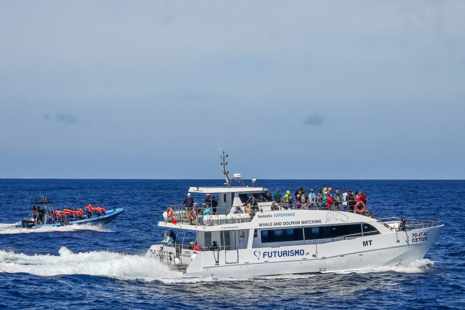 From Ponta Delgada: Whale and Dolphin Watching Trip - Catamaran or Zodiac Boat Experience