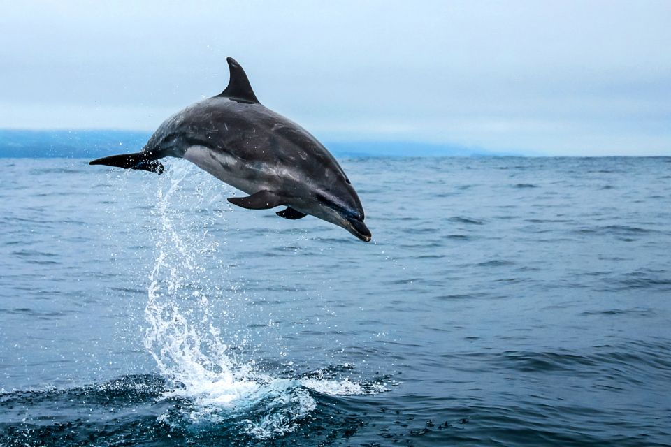 From Ponta Delgada: Whale and Dolphin Watching Trip - Marine Biologist-Led Commentary and Insights