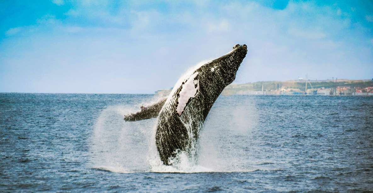 From Ponta Delgada: Whale and Dolphin Watching Trip - Opportunity to Spot Diverse Marine Life