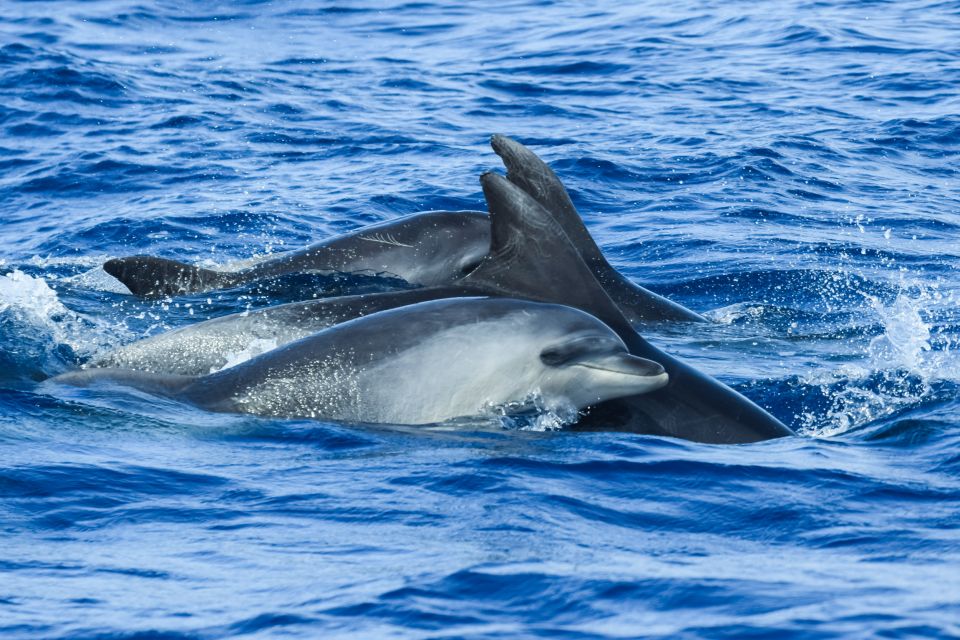 From Ponta Delgada: Whale and Dolphin Watching Trip - Restrictions and Safety Considerations