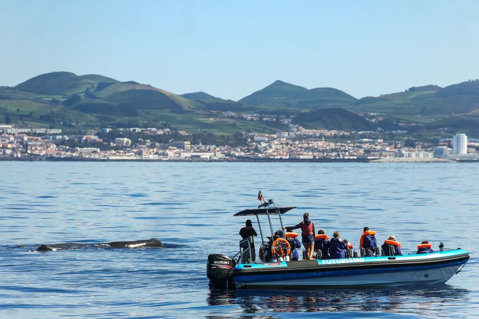 From Ponta Delgada: Whale and Dolphin Watching Trip - Whale and Dolphin Watching Guarantee