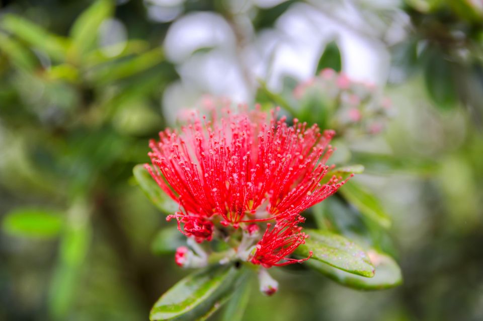 From Port Chalmers: City, Sights & Larnach Castle - Inclusions