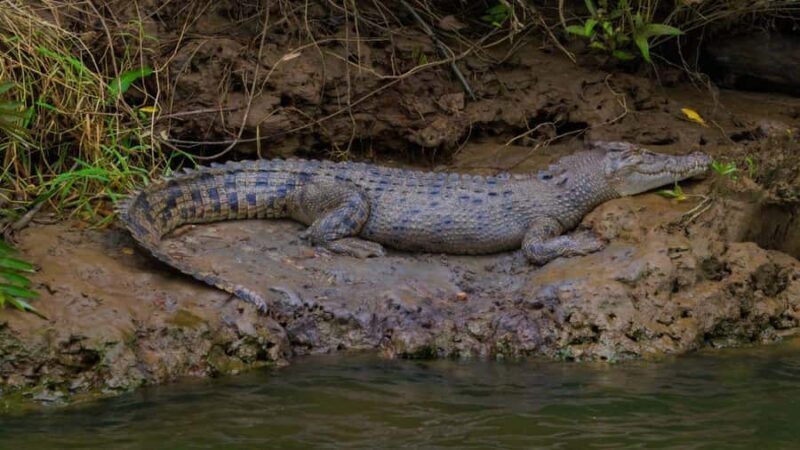 From Port Douglas: Daintree Rainforest & Mossman Gorge Tour - FAQs