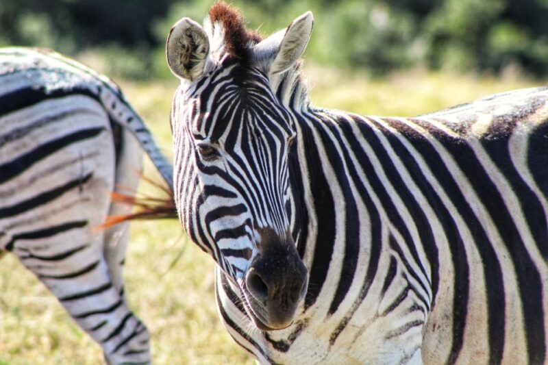 From Port Elizabeth: 5-Day Garden Route Tour to Cape Town - Good To Know