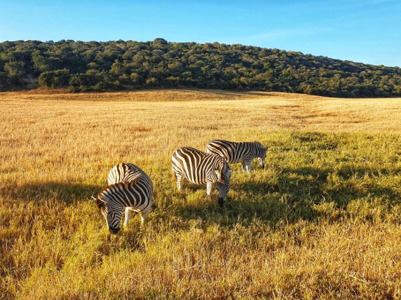 From Port Elizabeth: 5-Day Garden Route Tour to Cape Town - Preparation and Requirements