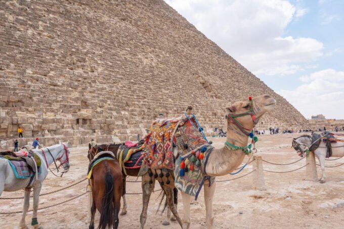 From Port Said : Overnight Trip to Cairo - Tips for Travelers