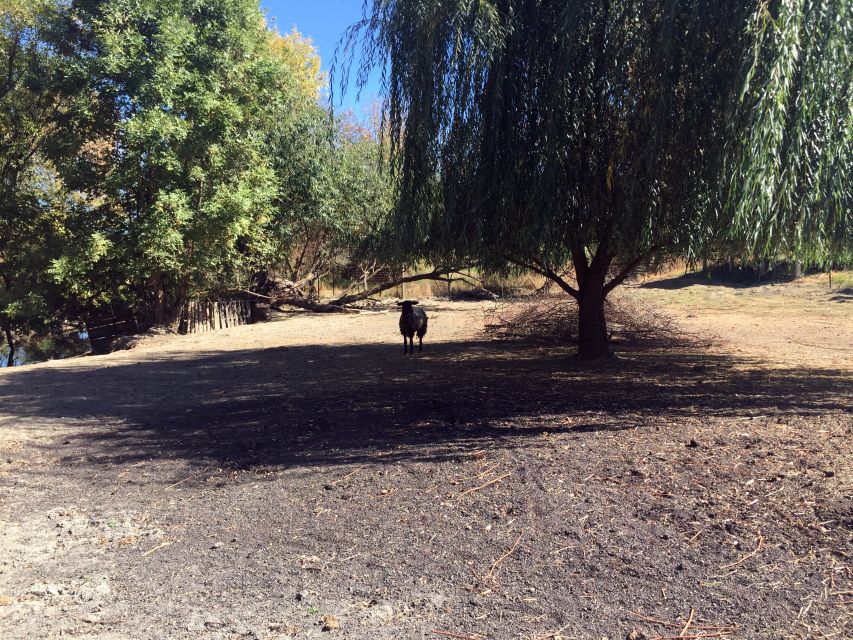 From Portland: Willamette Valley Character Wineries - Tour Highlights
