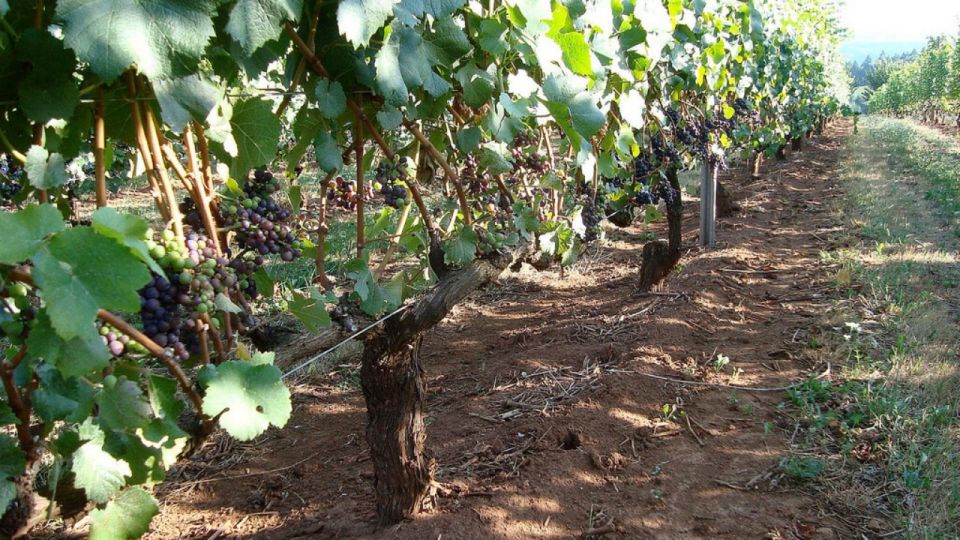 From Portland: Willamette Valley Full-Day Wine Tour - Pickup and Transportation
