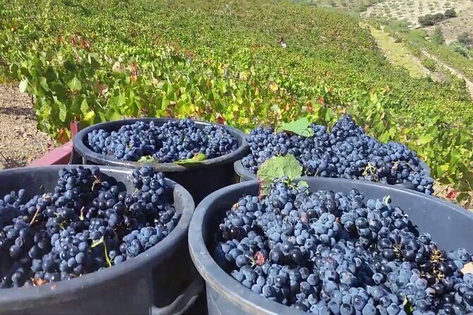 From Porto: Douro Valley Tour with 2 Wineries, Lunch and Cruise - FAQ