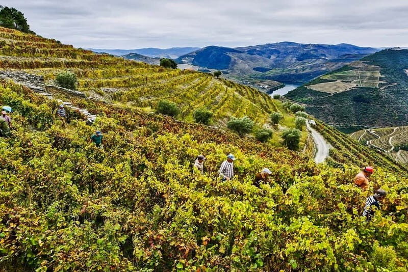 From Porto: Douro Valley with Wineries, Lunch and Boat Trip - What Travelers Say