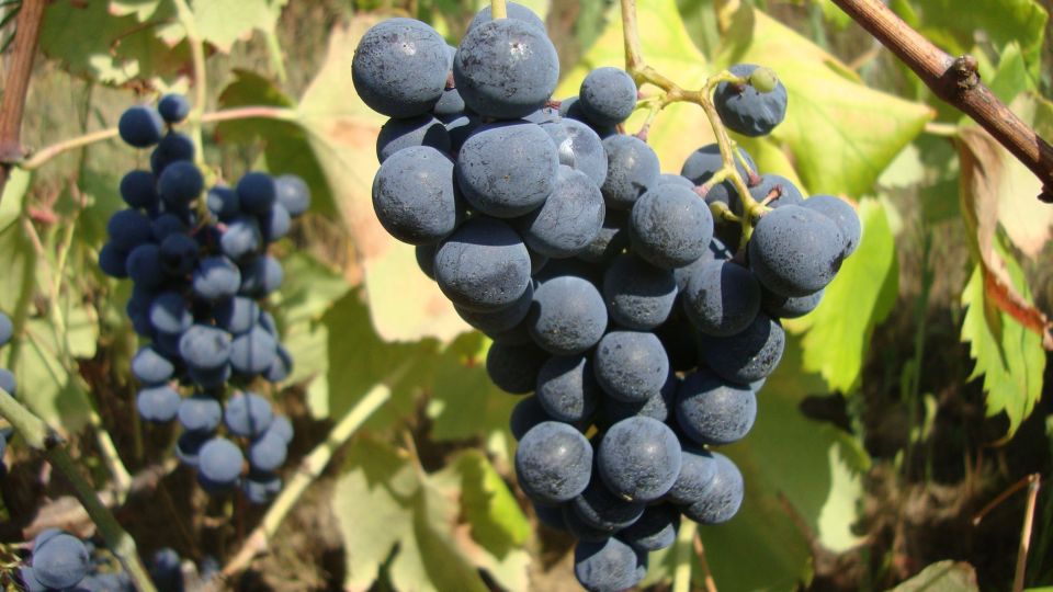From Porto: Exclusive Douro Valley All-Inclusive Tour - Winery Visits and Tastings