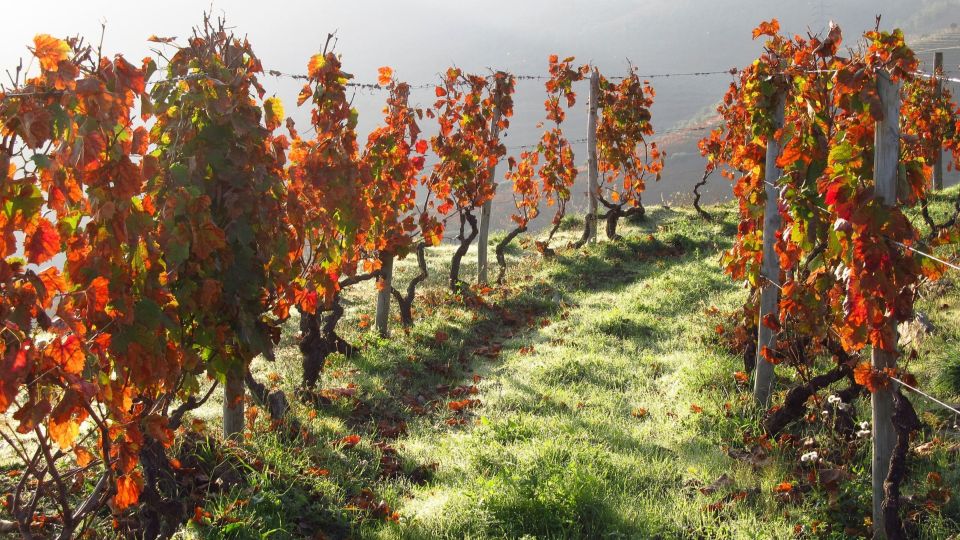 From Porto: Exclusive Douro Valley All-Inclusive Tour - Comfortable Attire and Luggage