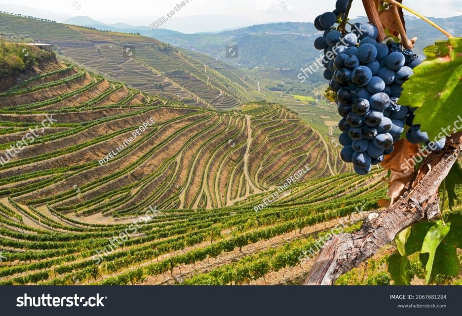 From Porto: Full-Day Douro Historical Tour - Frequently Asked Questions