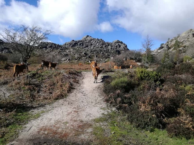 From Porto: Hike, Swim or just Explore Gerês National Park - An In-Depth Look at the Gerês National Park Tour