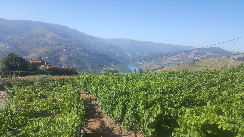 From Porto: Private Douro Valley Tour With Booking Service - Customer Reviews and Ratings