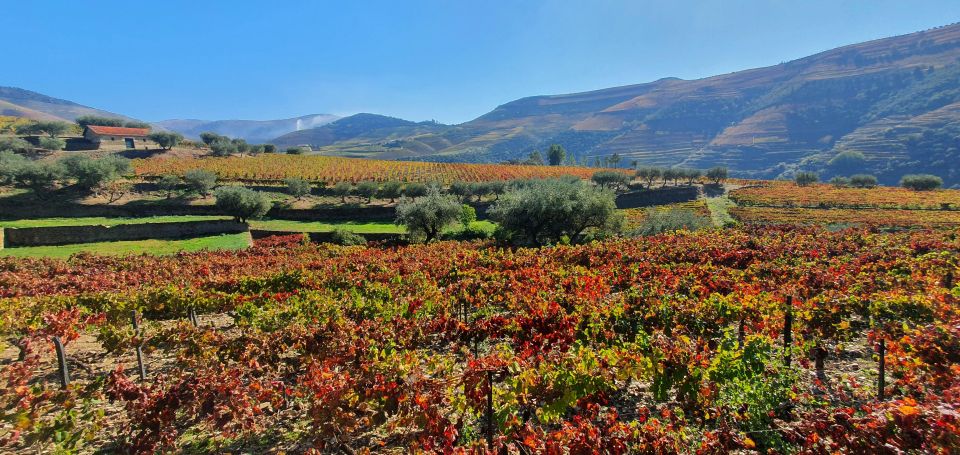From Porto Private Wine Tour Tasting, Train and Vinho Verde - Savoring Local Wines and Cuisine