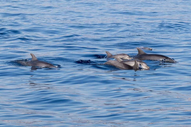 From Porto Rotondo: dinghy snorkeling tour with dolphin sighting - Authentic Marine Encounters and Value