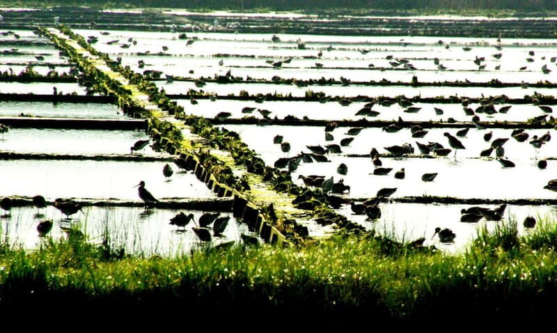 From Porto to Aveiro: Cruise, Aves, Salinas, Costa Nova, and Vista Alegre - Who Will Love This Tour?