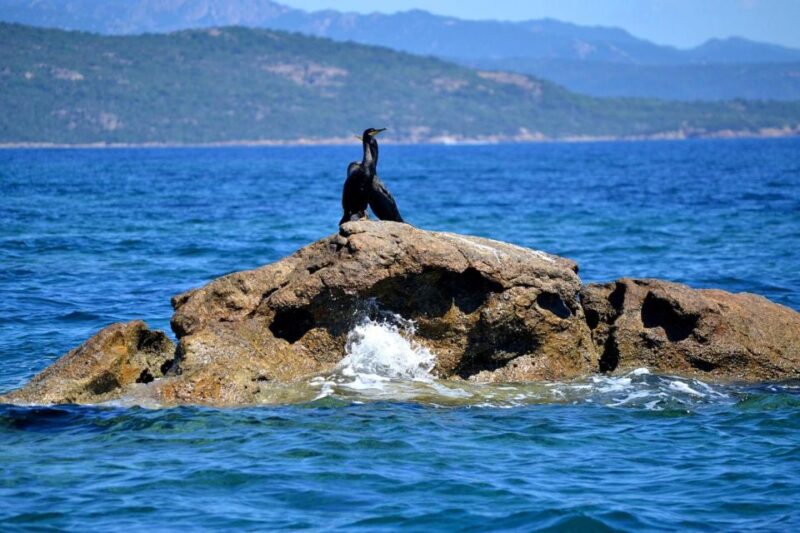 From Porto Vecchio EMOTION Boat Trip Lavezzi and Bonifacio - Key Points