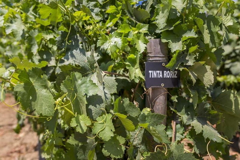 From Porto: Wine Tasting with Lunch at a Quinta, Cruise, and Train Ride - FAQ