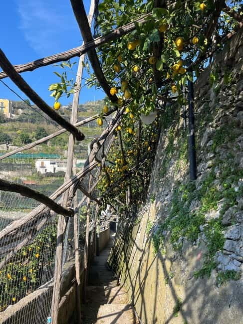 From Positano: Lemon Tour with Tasting Session and Transfer - Practical Tips for Travelers
