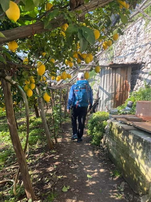 From Positano: Lemon Tour with Tasting Session and Transfer - Who Will Love This Tour?
