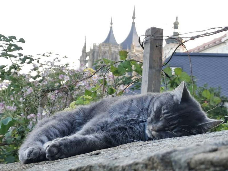 From Prague: Kutná Hora, Bone Church & Folk Museum Tour - FAQ