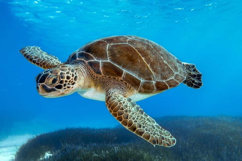 From Protaras: Cruise to Blue Lagoon, Turtle Cove & Sea Cave - Is It Worth It? Analyzing the Value