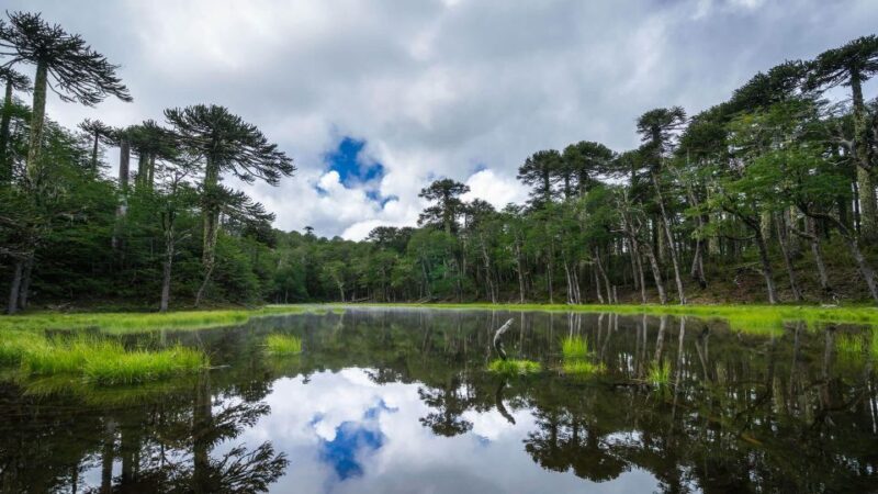 From Pucón: Huerquehue National Park Hiking Tour - Key Points
