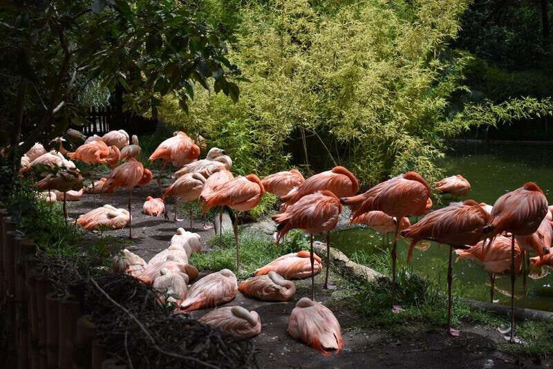 From Puebla: Africam Safari Private Tour all included - An In-Depth Look at the Africam Safari Private Tour