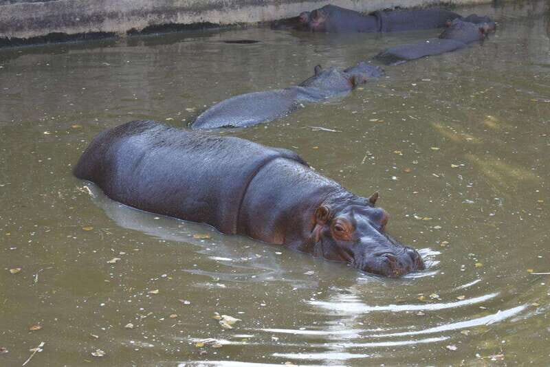 From Puebla: Africam Safari Private Tour all included - Final Thoughts