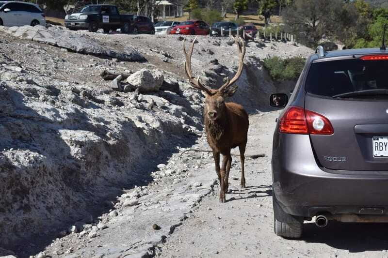From Puebla: Africam Safari Private Tour all included - FAQ