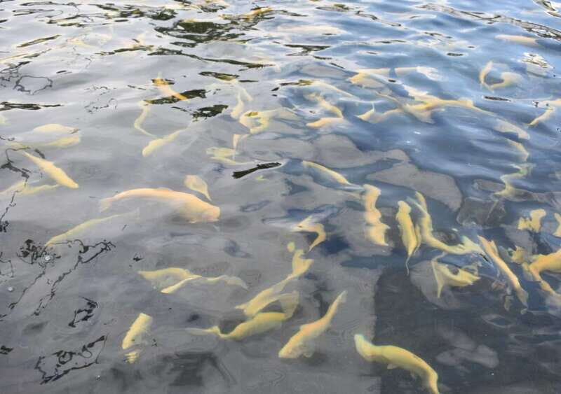 From Puebla: Atlixco & Atlimeyaya Private Tour all included - Key Points