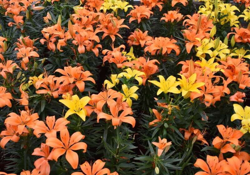 From Puebla: Atlixco & Atlimeyaya Private Tour all included - FAQ