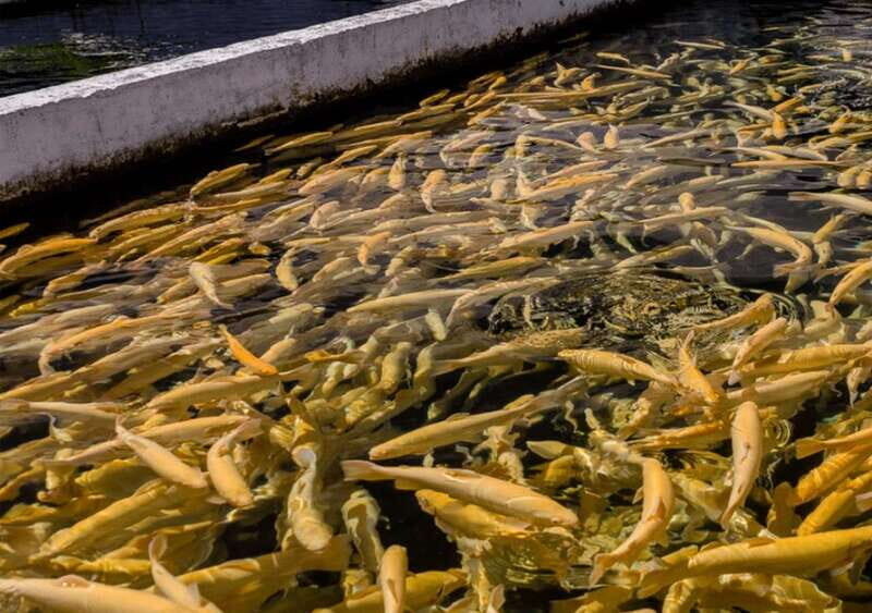 From Puebla: Cholula and Atlixco Private Tour all included - Key Points