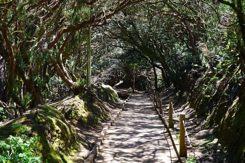 From Puerto de La Cruz: VIP Tour Around Anaga and La Laguna - Who Will Love This Tour?