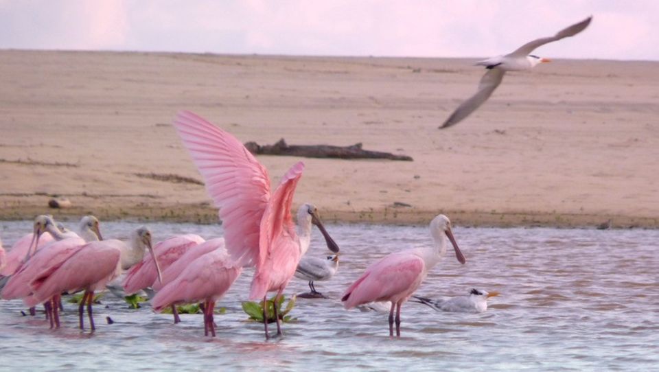 From Puerto Escondido: Birdwatching on a Boat - Witnessing the Merging of Waterways