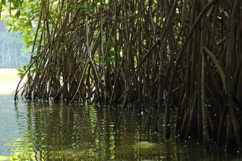 From Puerto Escondido: Day Trip to Chacahua National Park - The Sum Up