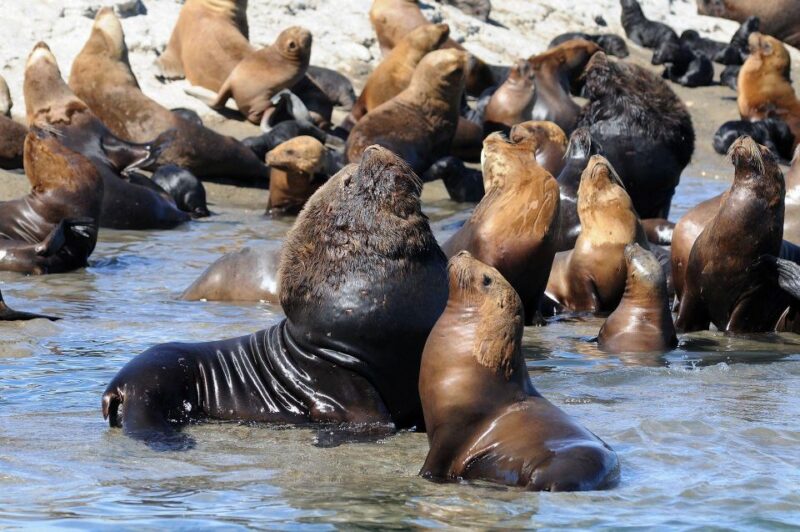 From Puerto Madryn: City and Punta Loma Tour - Booking Information
