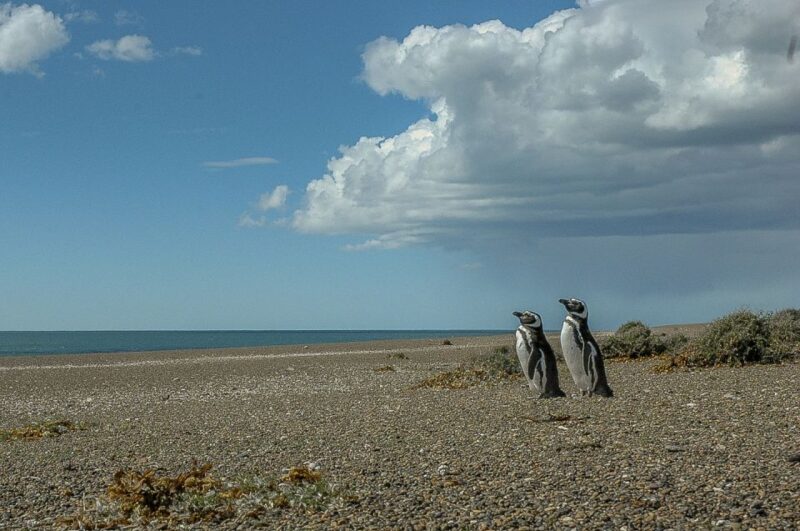 From Puerto Madryn: Penguin Tour & Valdés Peninsula Day Trip - Key Points